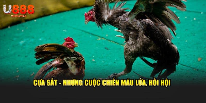 Cựa sắt - Những cuộc chiến máu lửa, hồi hội