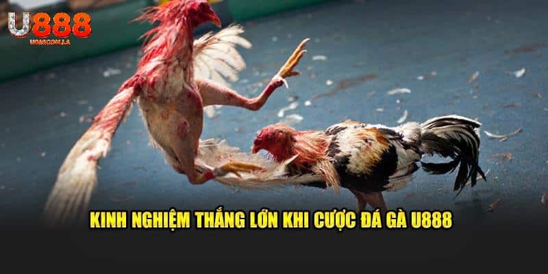 Kinh nghiệm thắng lớn khi cược đá gà U888