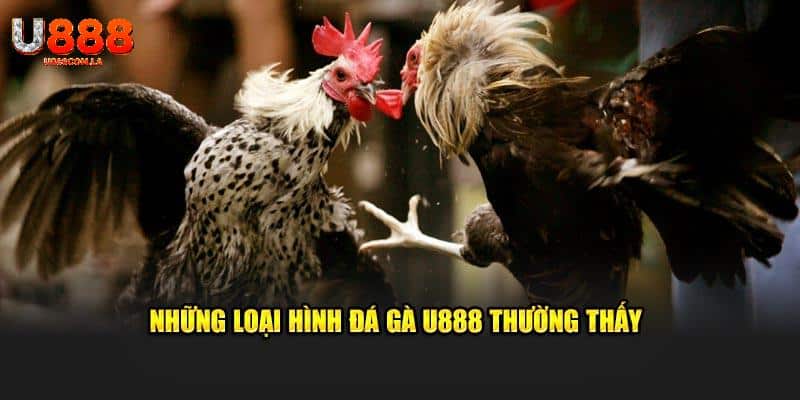 Những loại hình đá gà U888 thường thấy