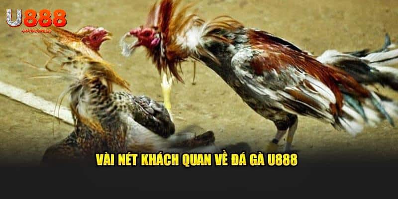 Vài nét khách quan về đá gà U888