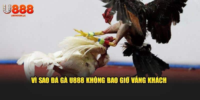 Vì sao đá gà U888 không bao giờ vắng khách